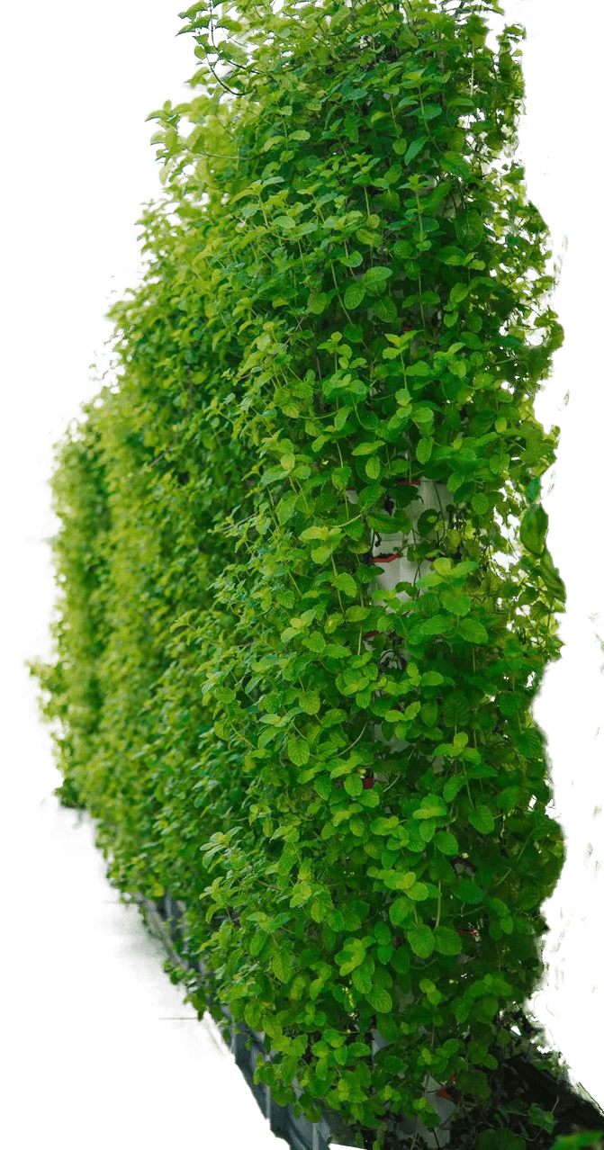 Basil